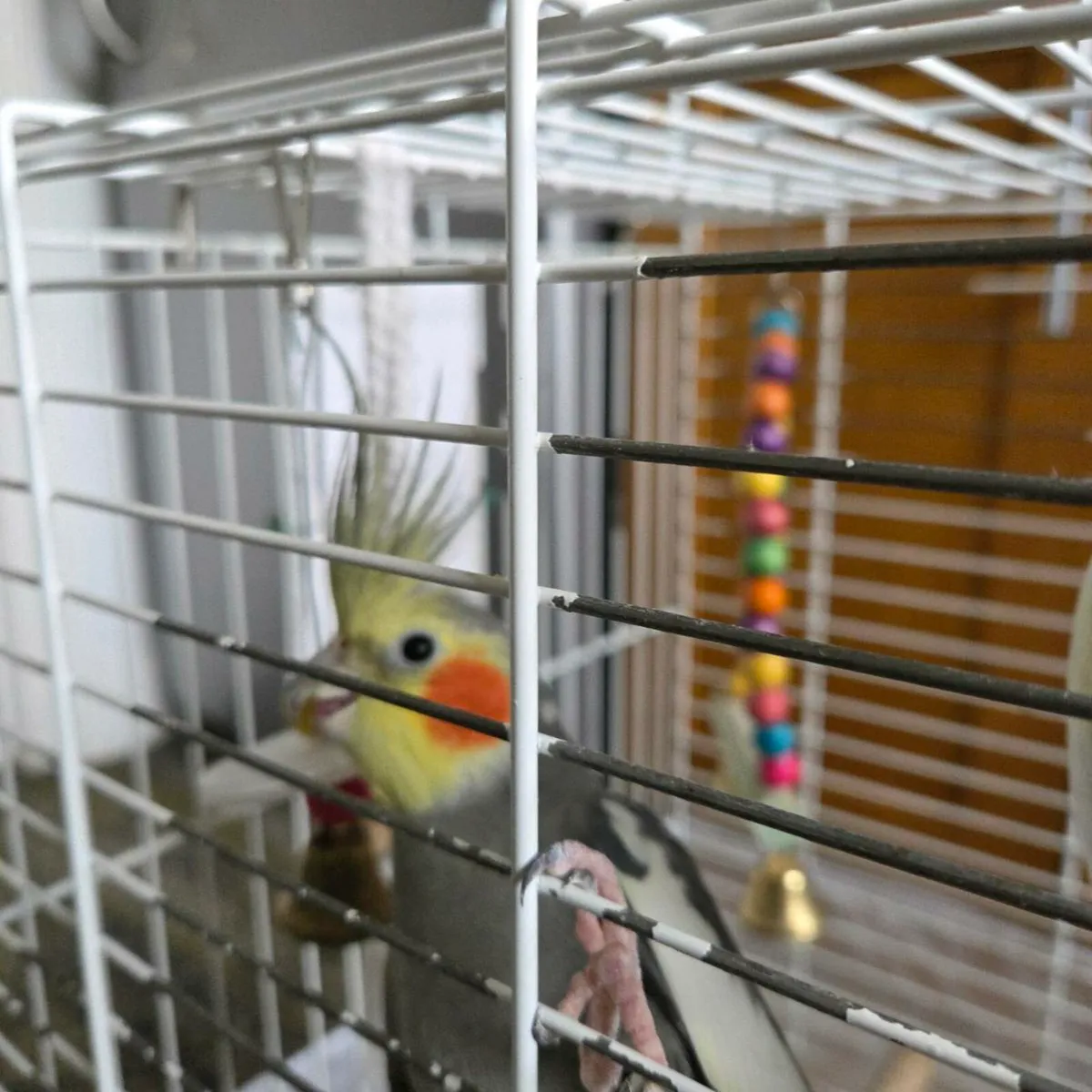Cockatiels - Image 4