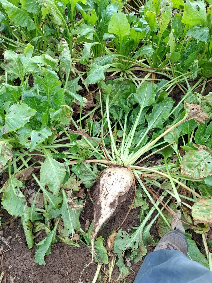 Beet - Image 2