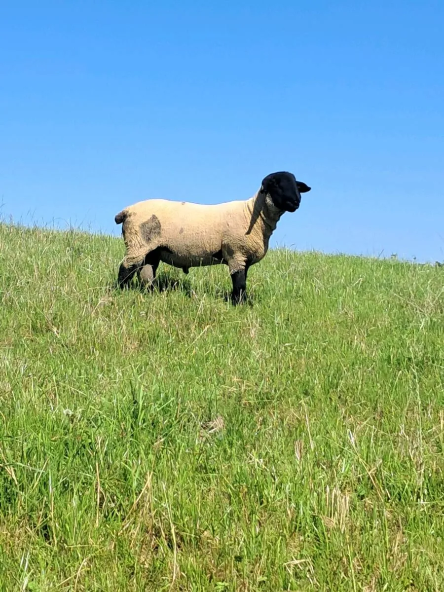 PUREBRED SUFFOLK RAM - Image 2
