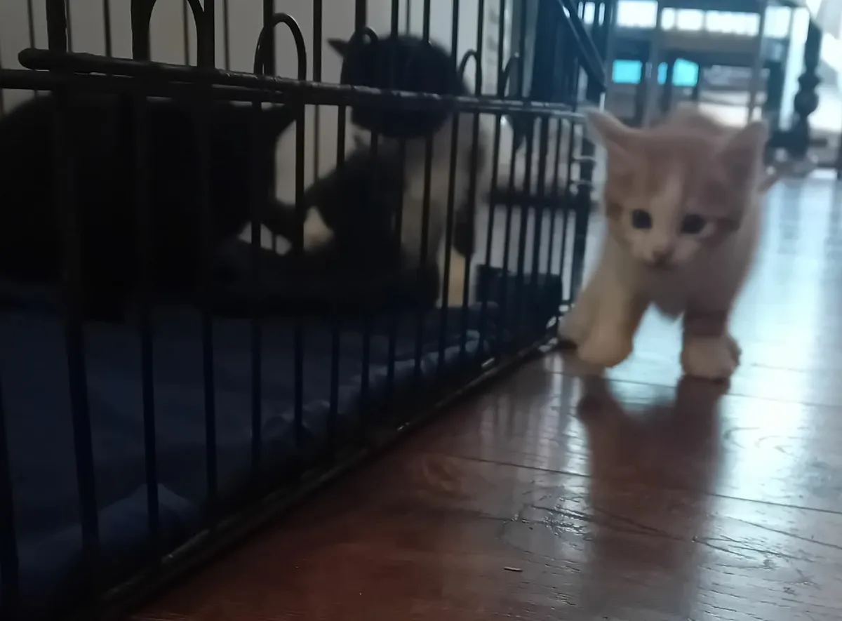 Kittens - Image 2
