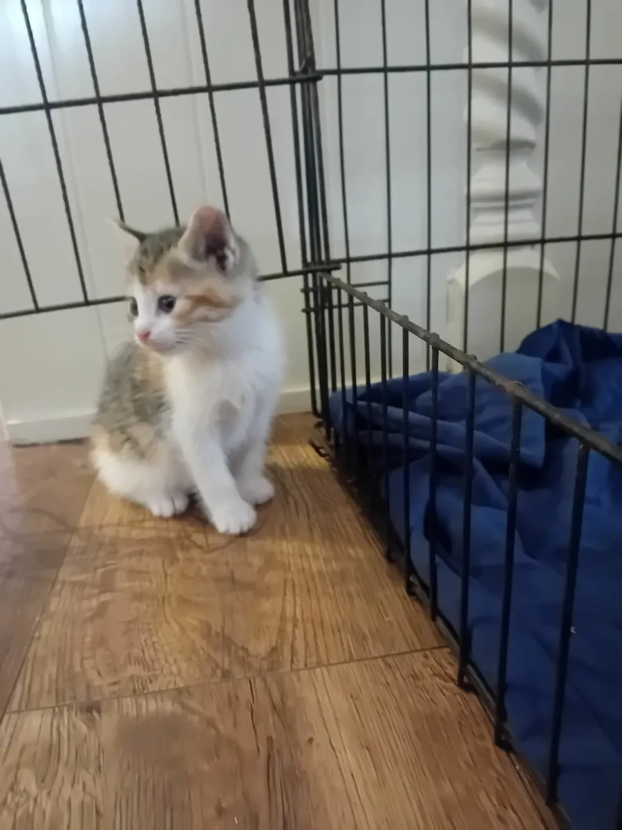 Kittens - Image 3