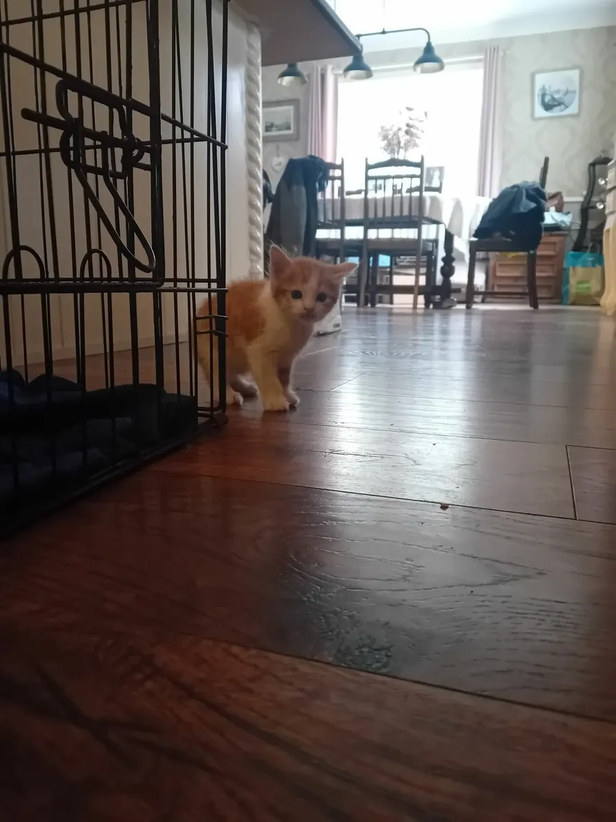 Kittens - Image 4