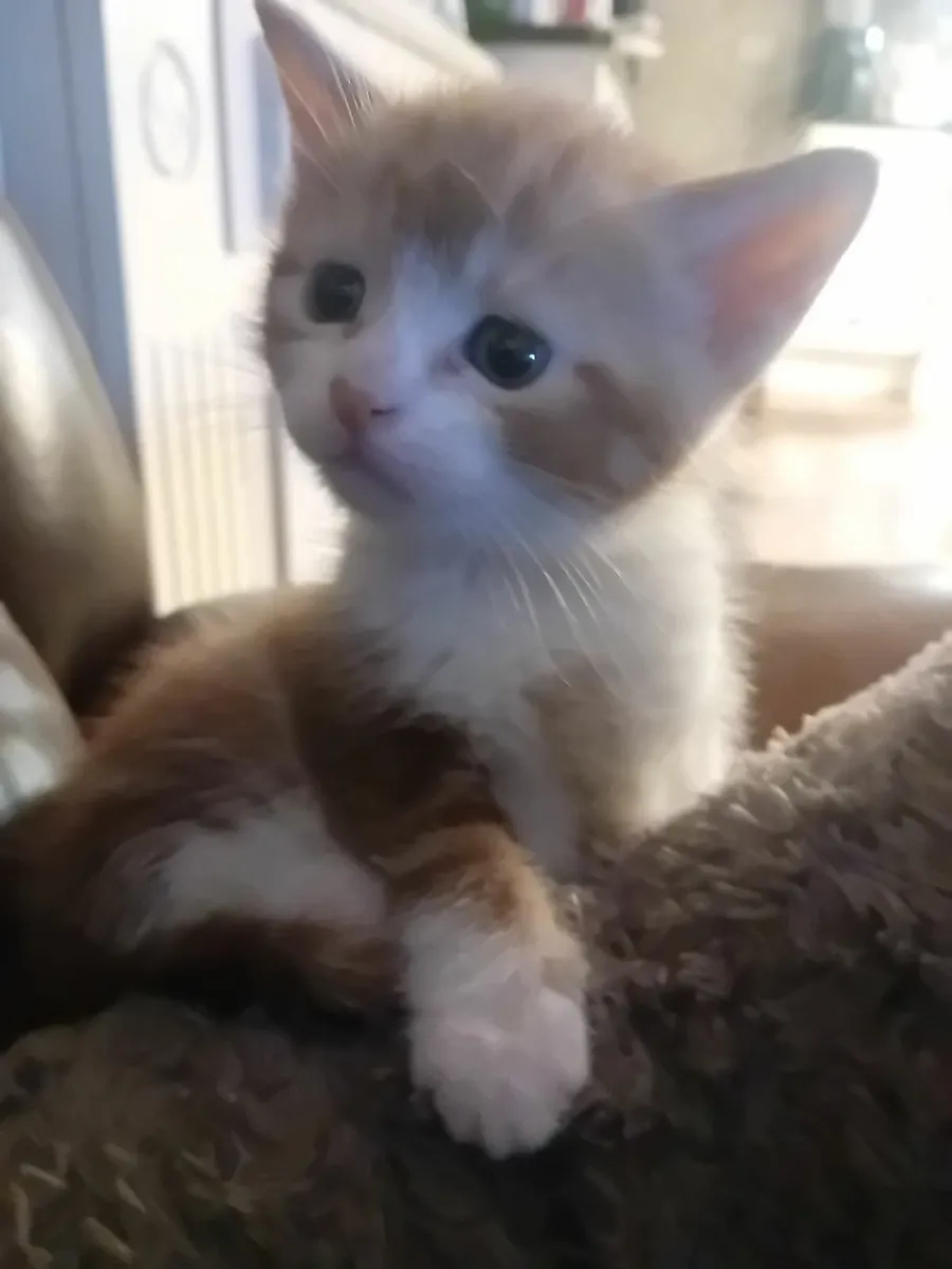 Kittens - Image 1
