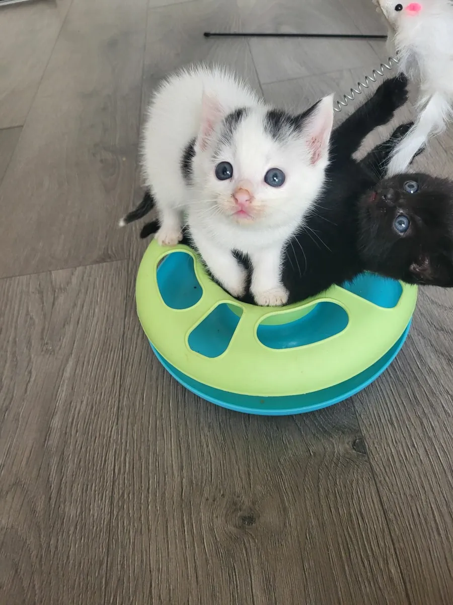 Sweet kittens 😻🐾 - Image 1
