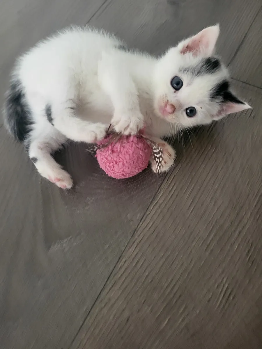 Sweet kittens 😻🐾 - Image 2