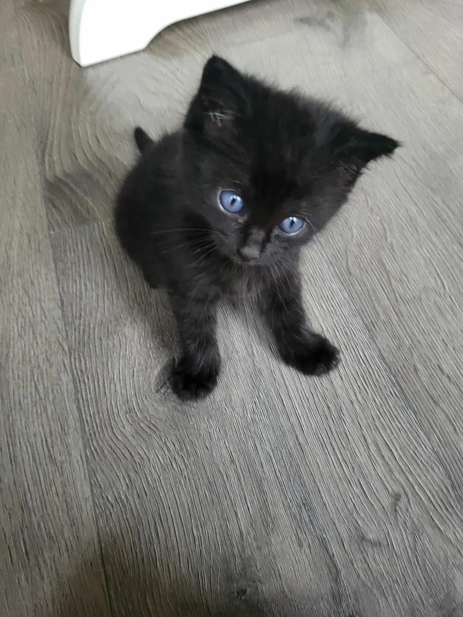 Sweet kittens 😻🐾 - Image 3