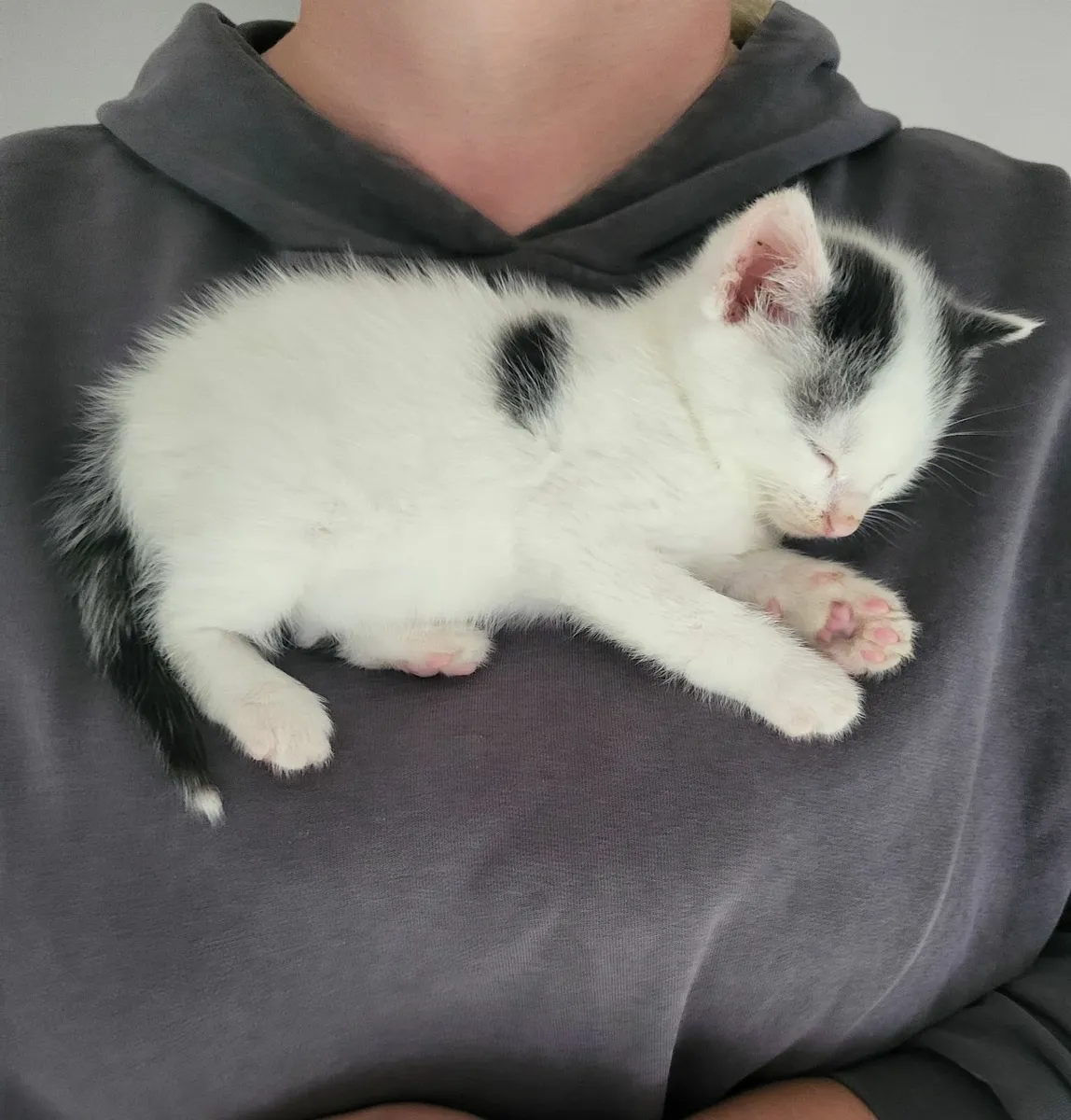 Sweet kittens 😻🐾 - Image 4