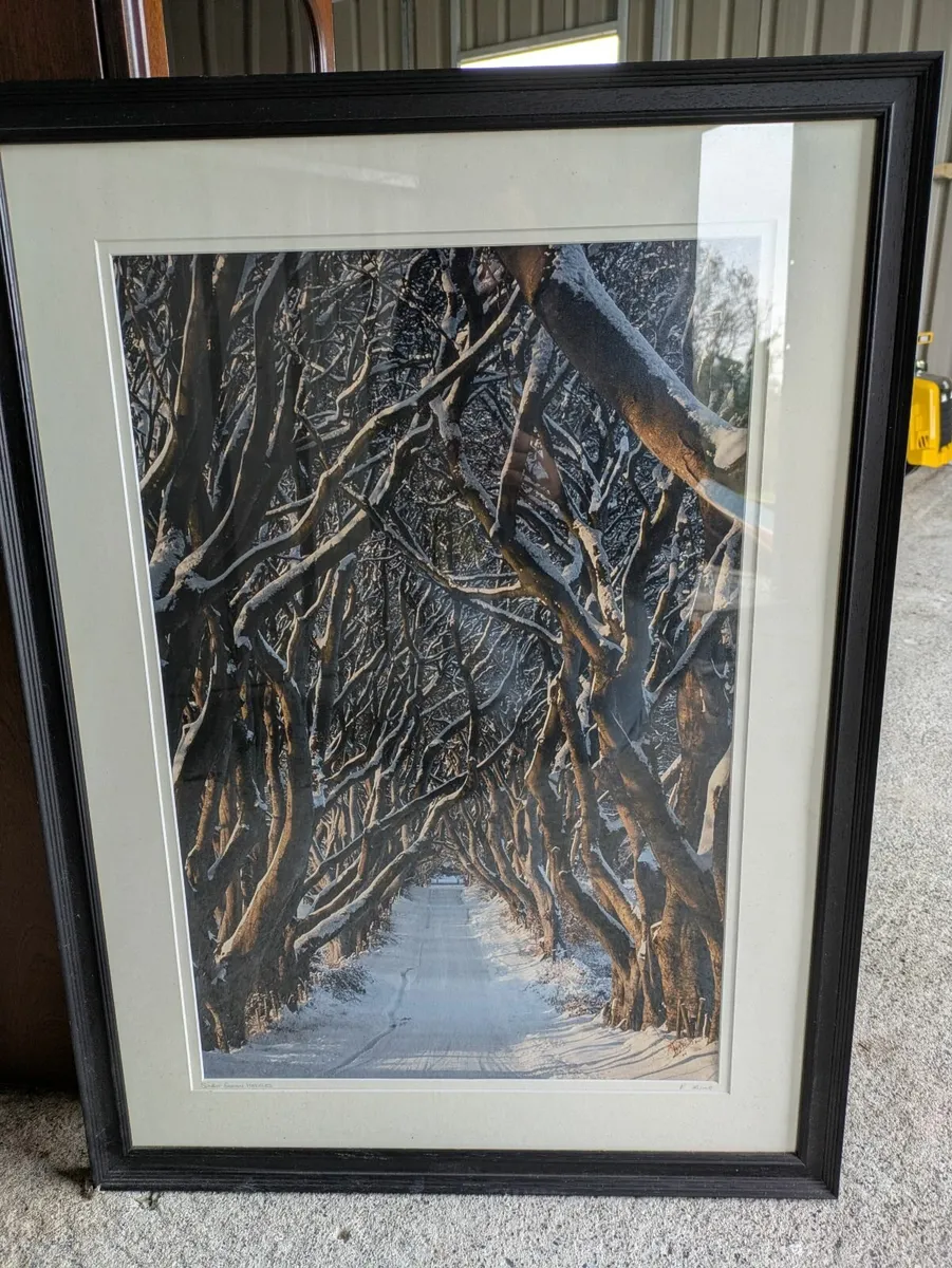 Dark hedge's framed print - Image 1