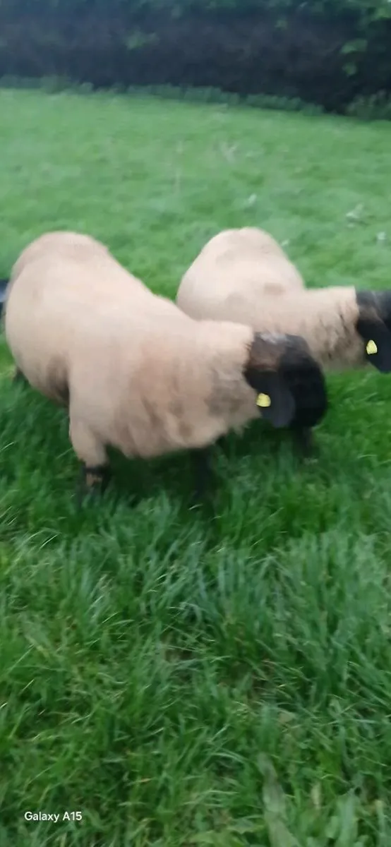 Rams lambs - Image 1