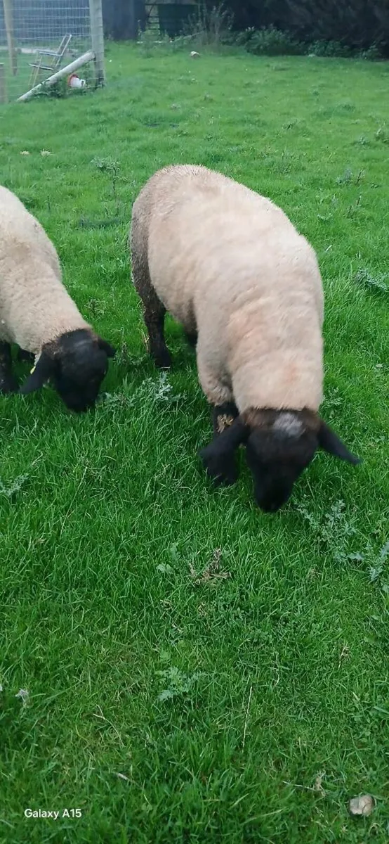 Rams lambs - Image 2
