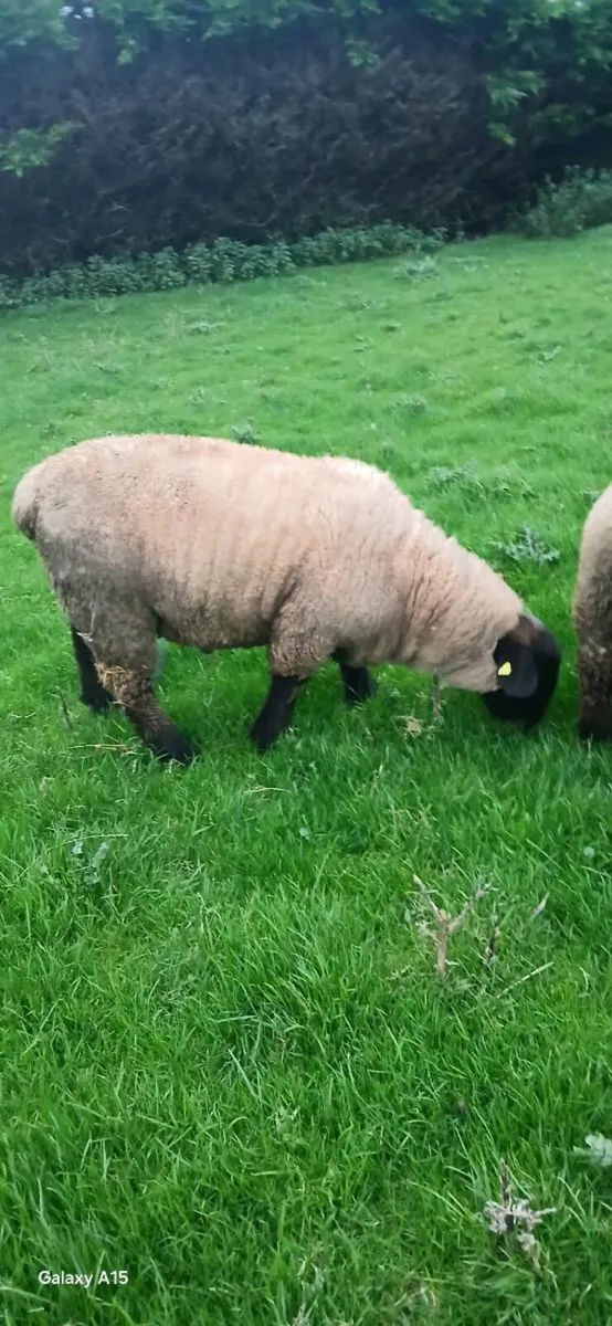 Rams lambs - Image 3