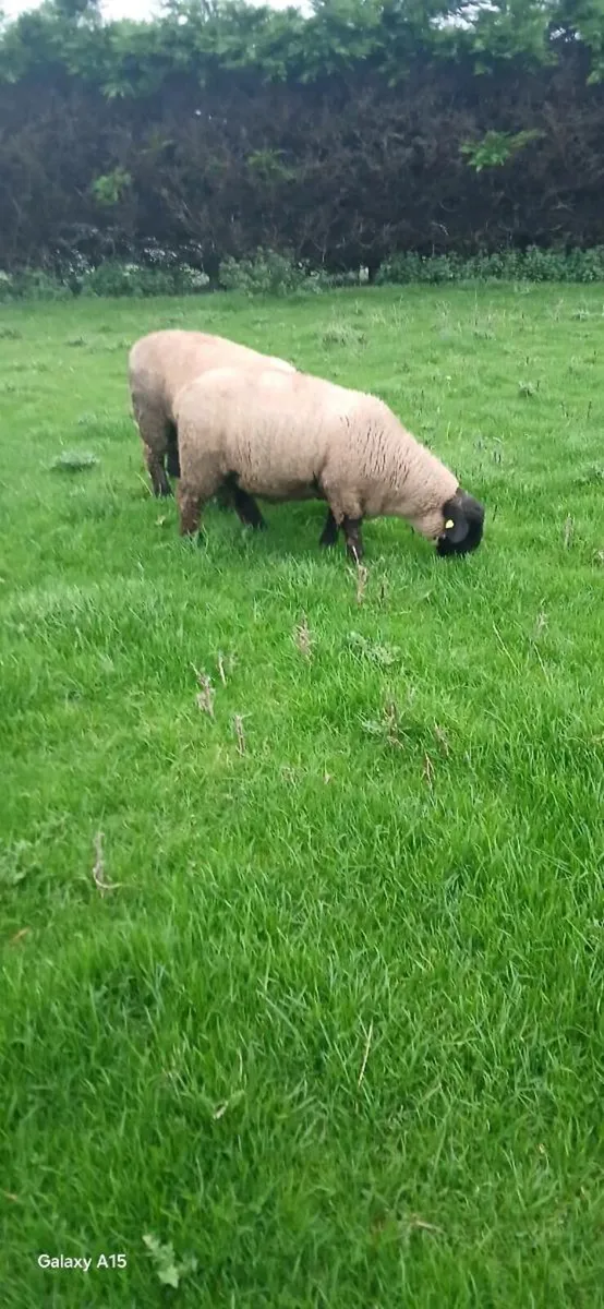 Rams lambs - Image 4
