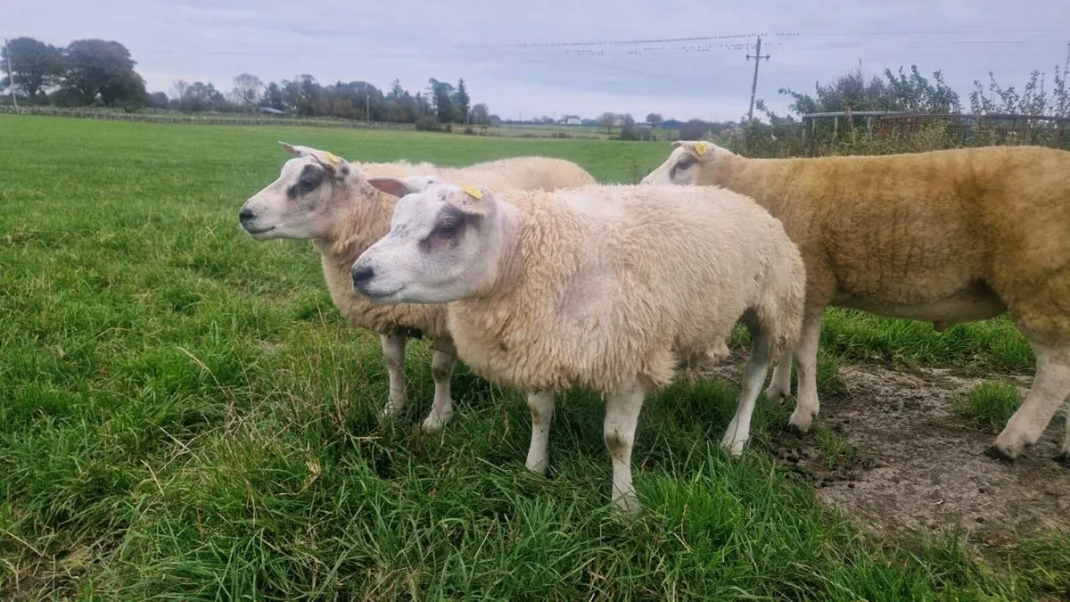 SIS Beltex Rams - Image 1