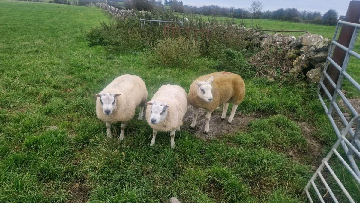 SIS Beltex Rams - Image 2