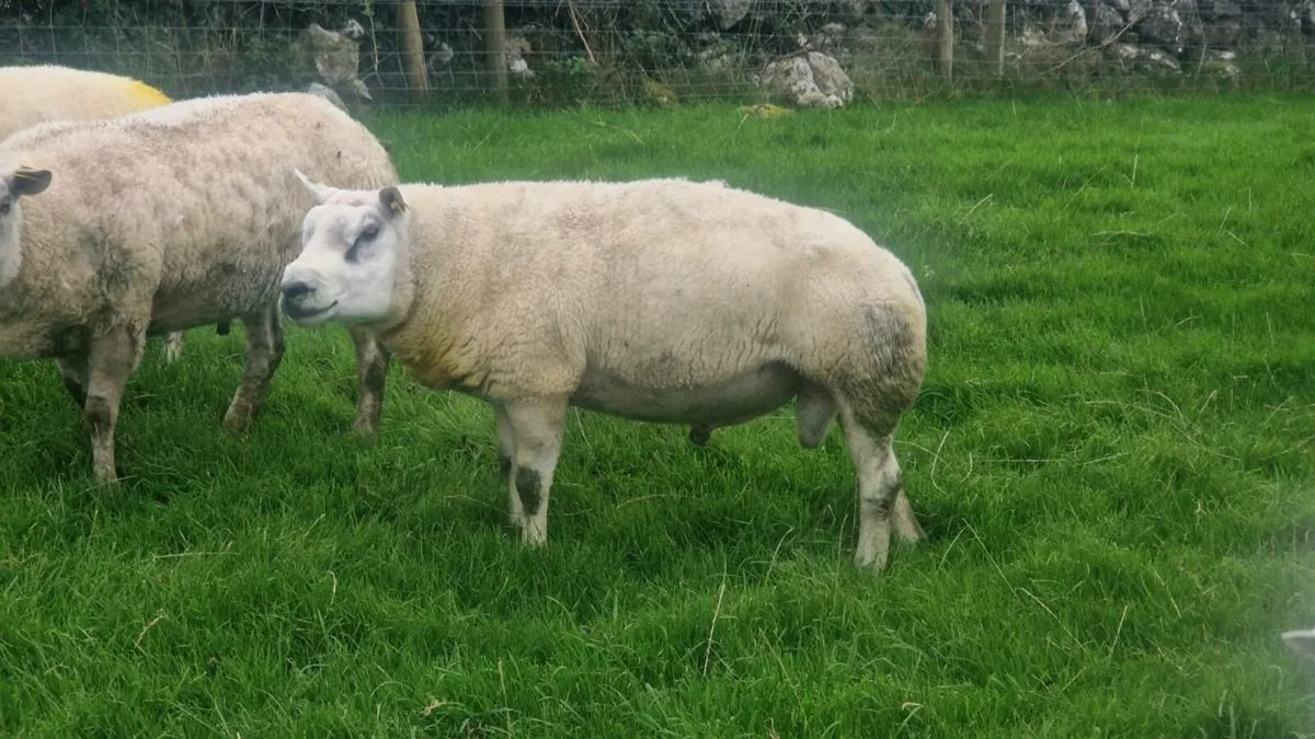 SIS Beltex Rams - Image 3