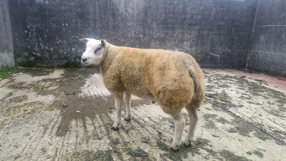 SIS Beltex Rams - Image 4