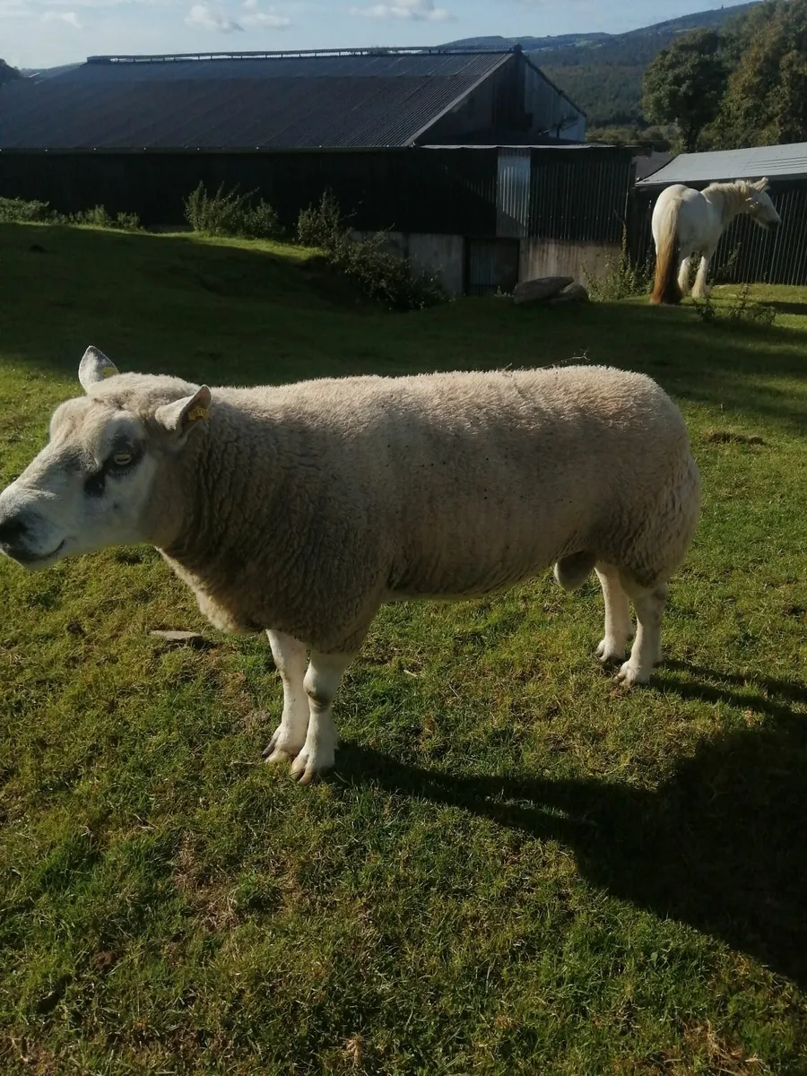 Chartex ram - Image 1