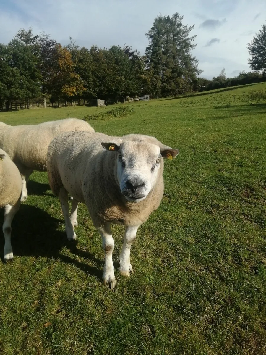 Chartex ram - Image 2