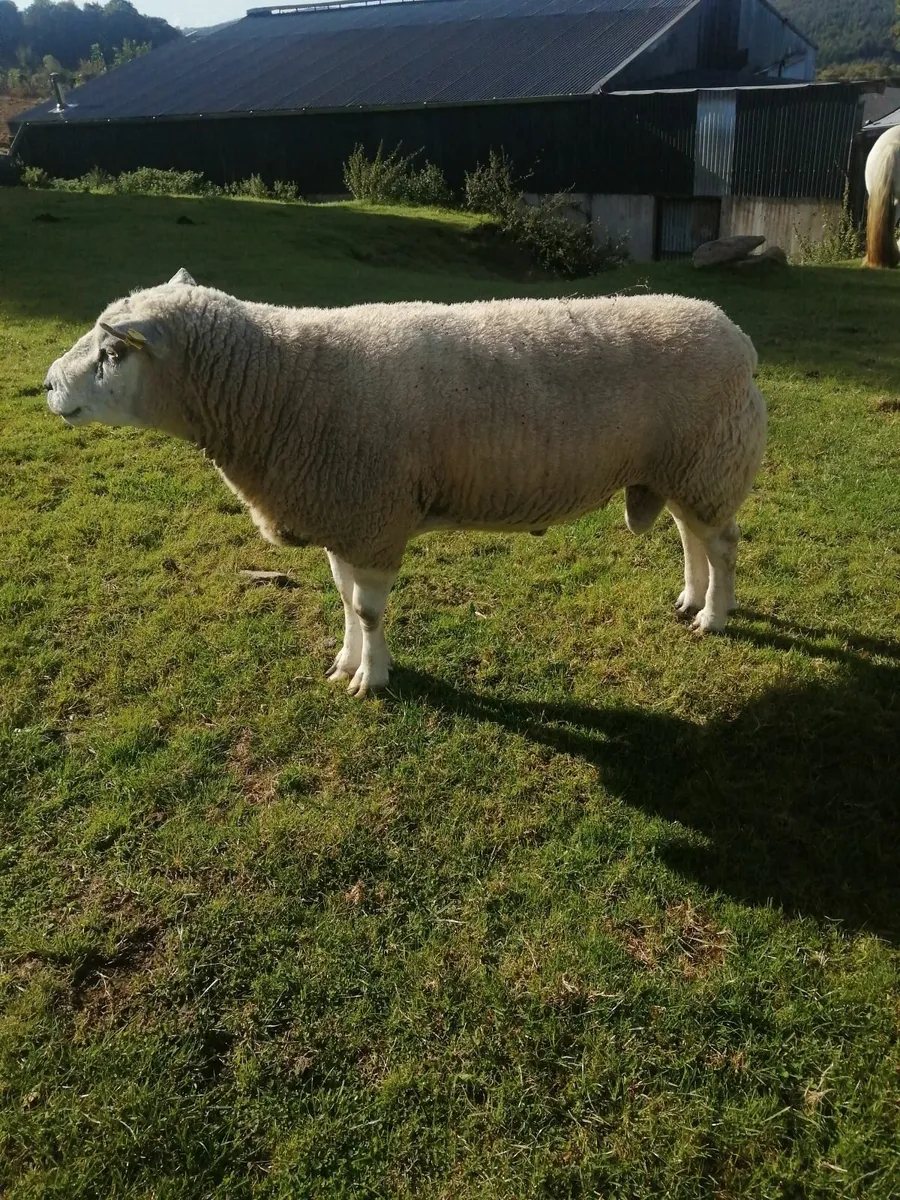 Chartex ram - Image 3
