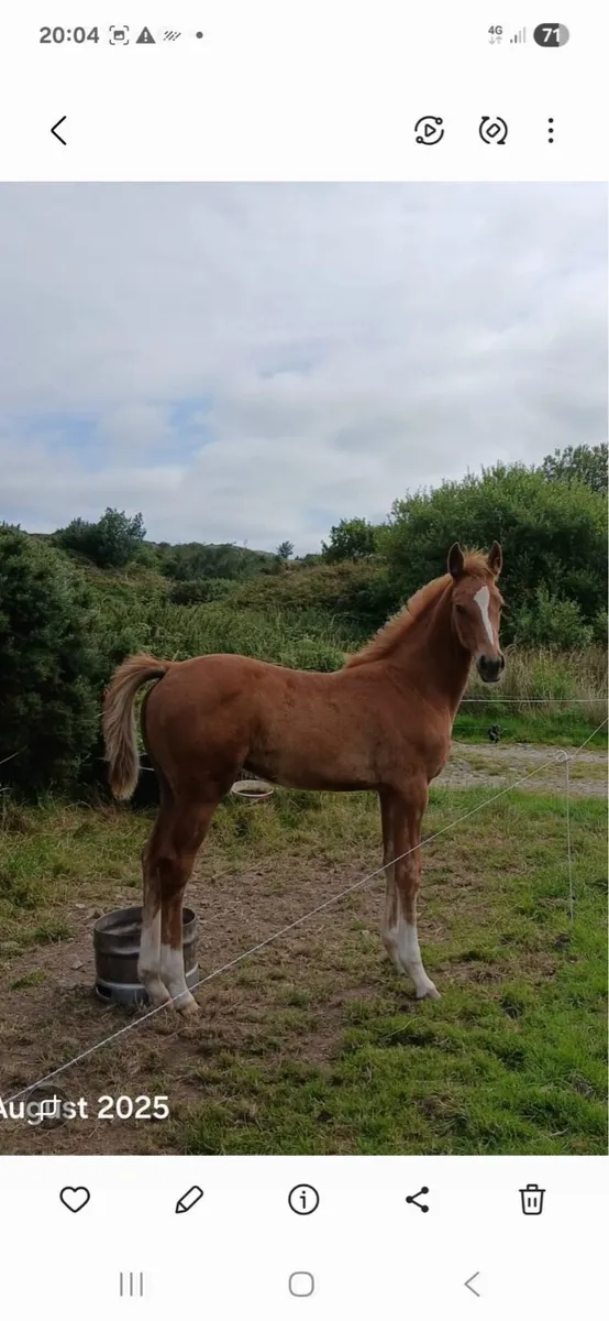 Brood mare - Image 3