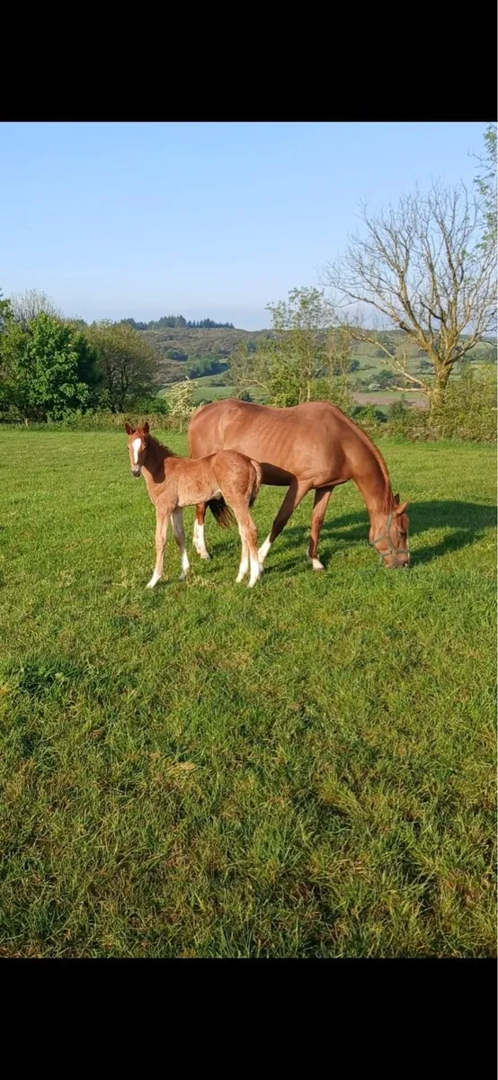 Brood mare - Image 4