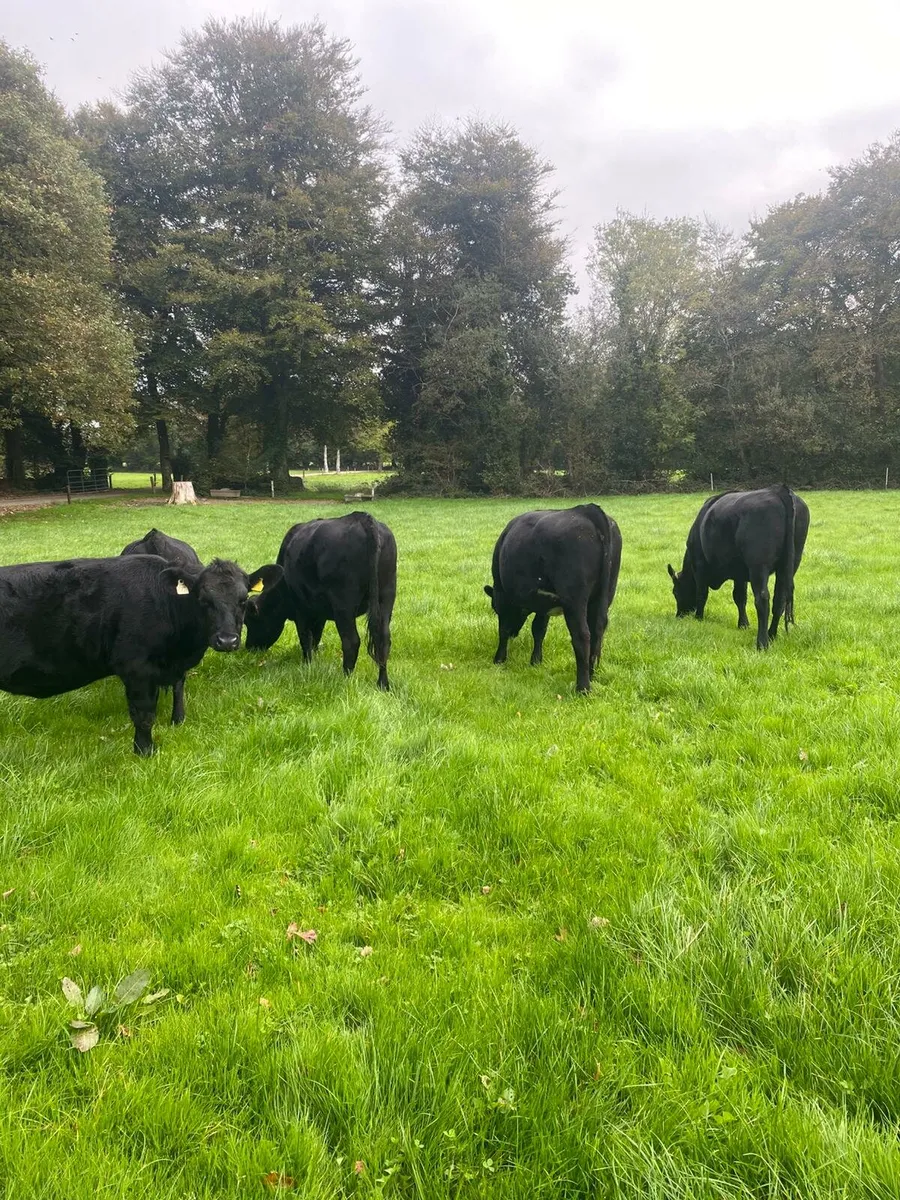 AA Heifers - Image 2