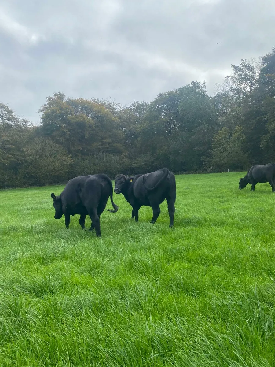 AA Heifers - Image 3