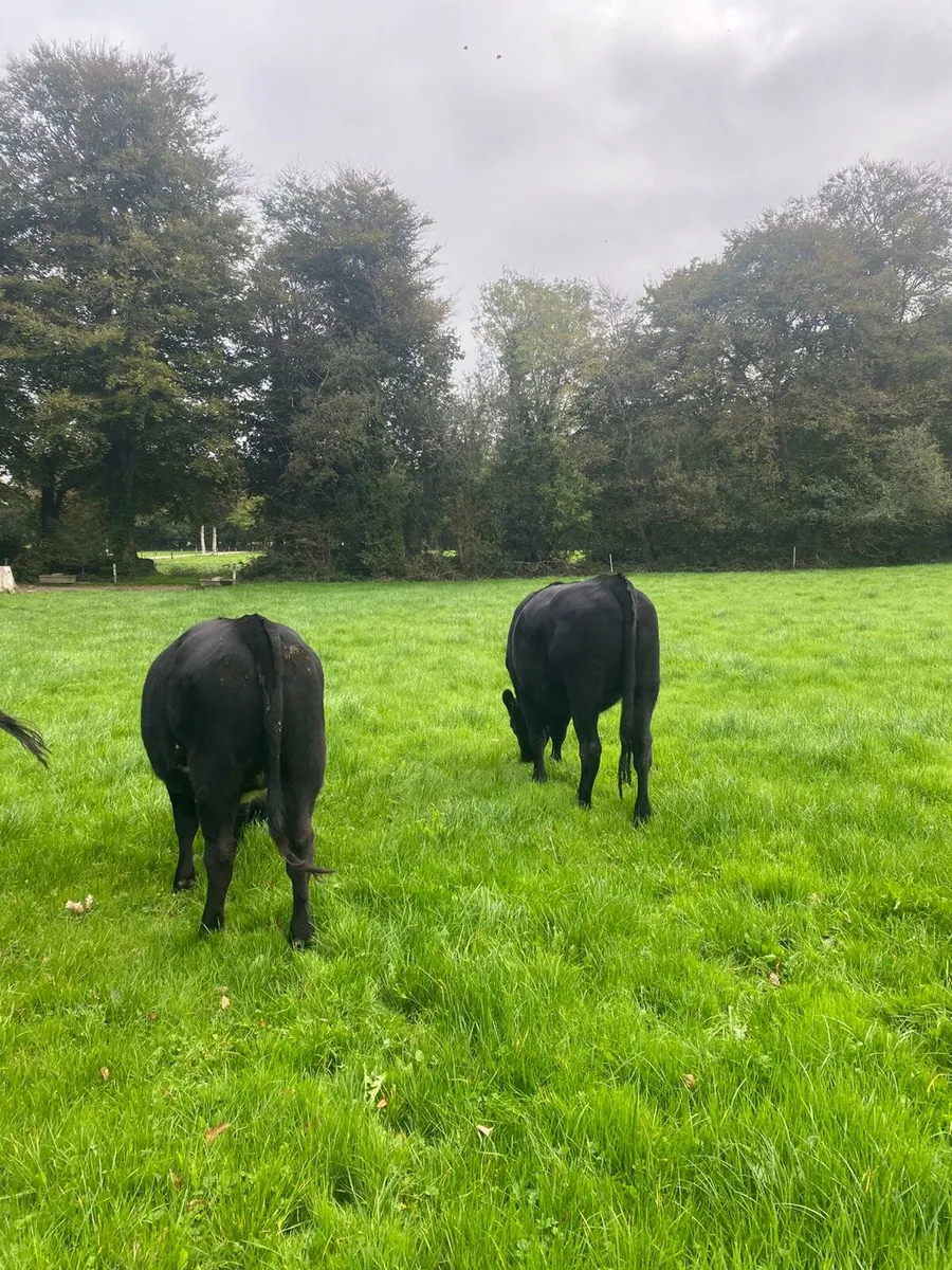 AA Heifers - Image 4