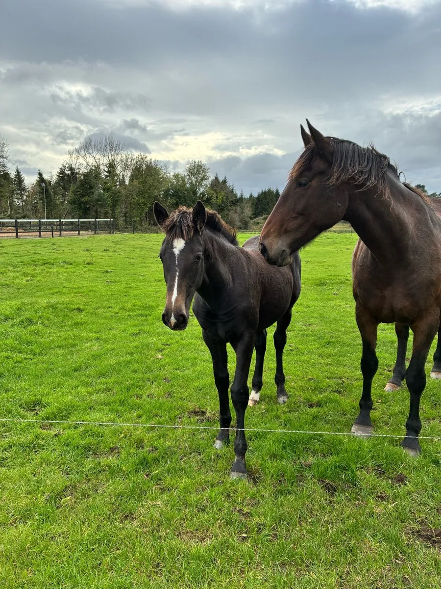 Smashing TIH foal - Image 1