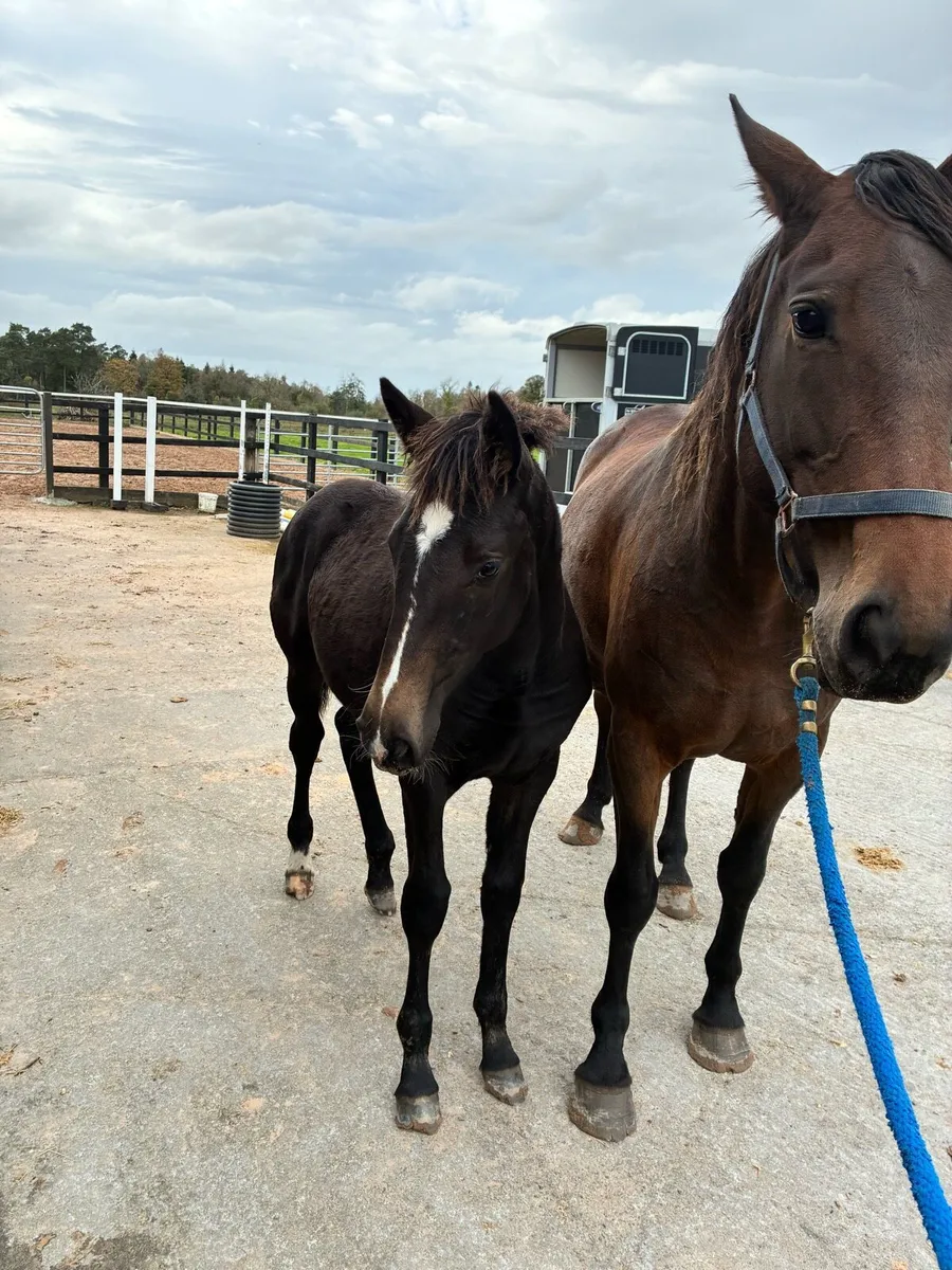 Smashing TIH foal - Image 2