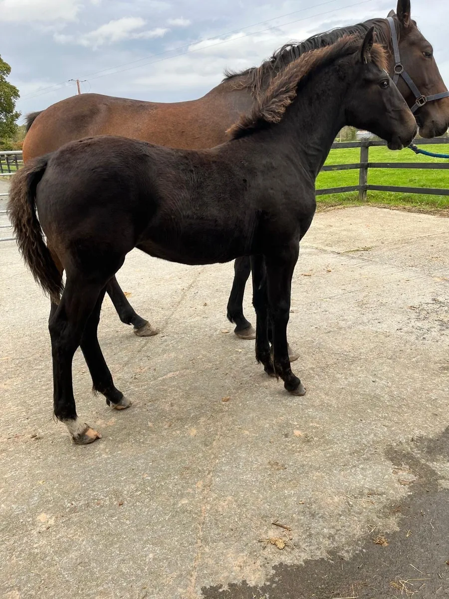 Smashing TIH foal - Image 3