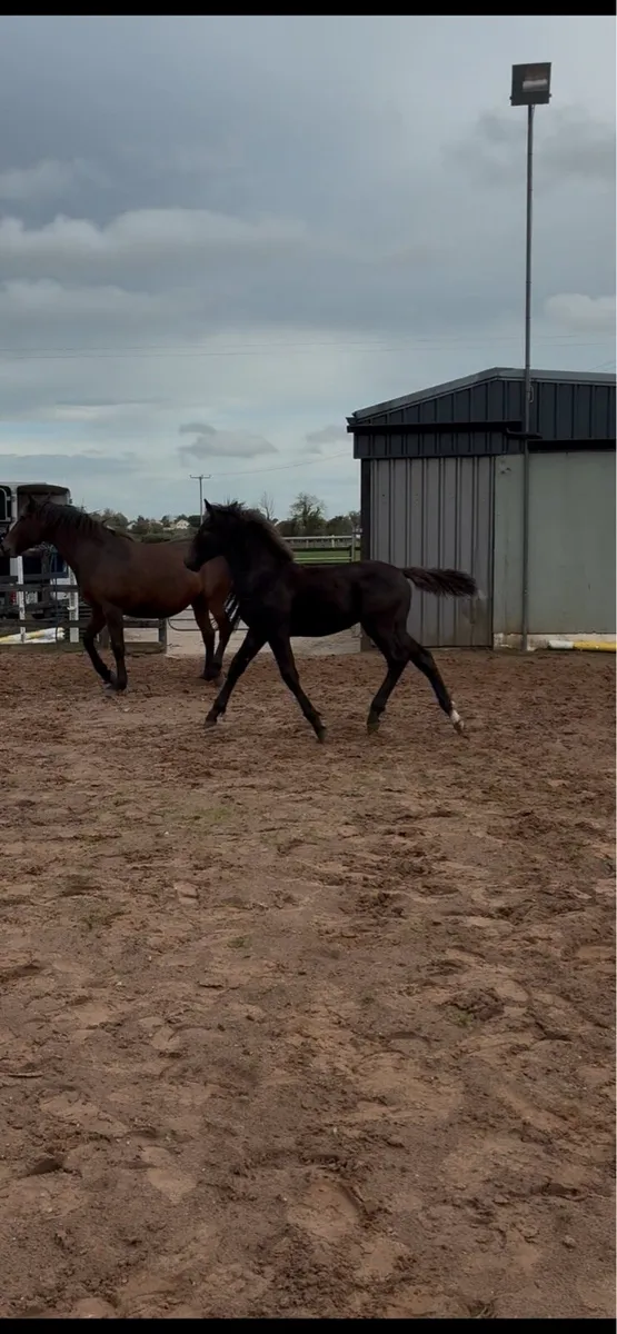 Smashing TIH foal - Image 4