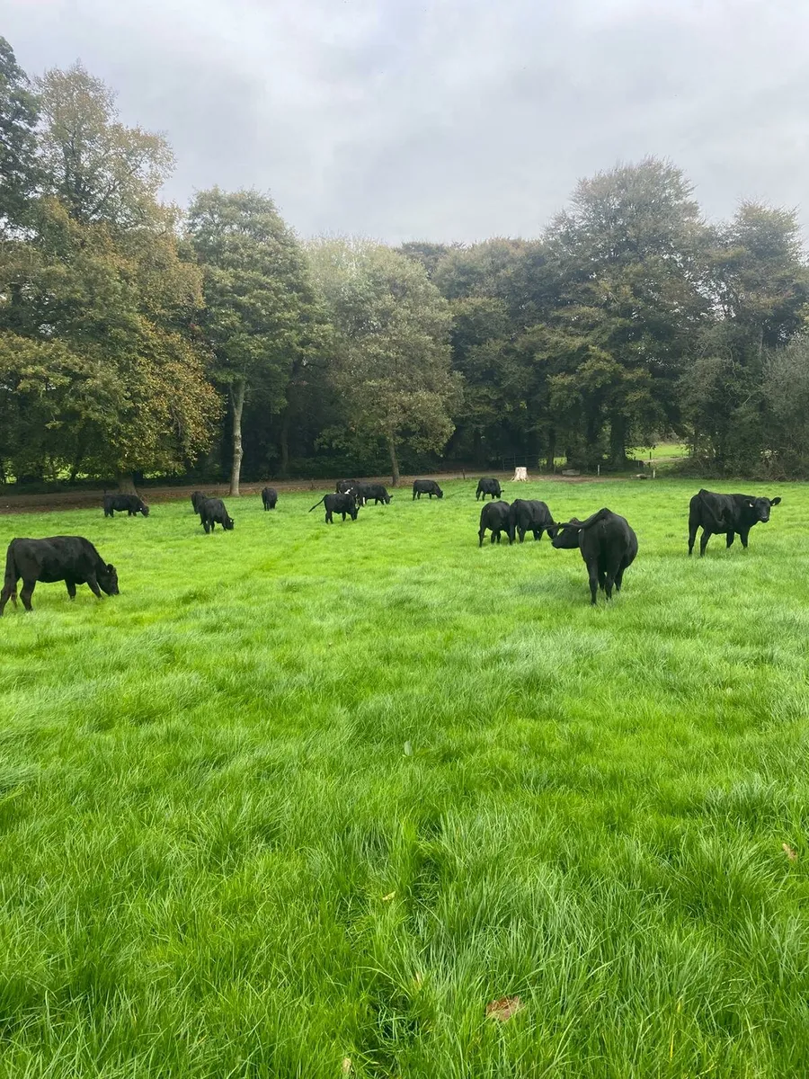 AA Heifers - Image 1