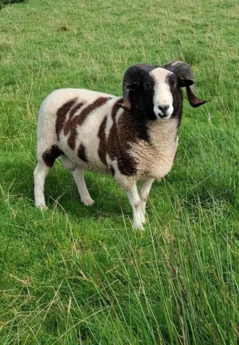 Pedigree Jacob Ram - Image 1