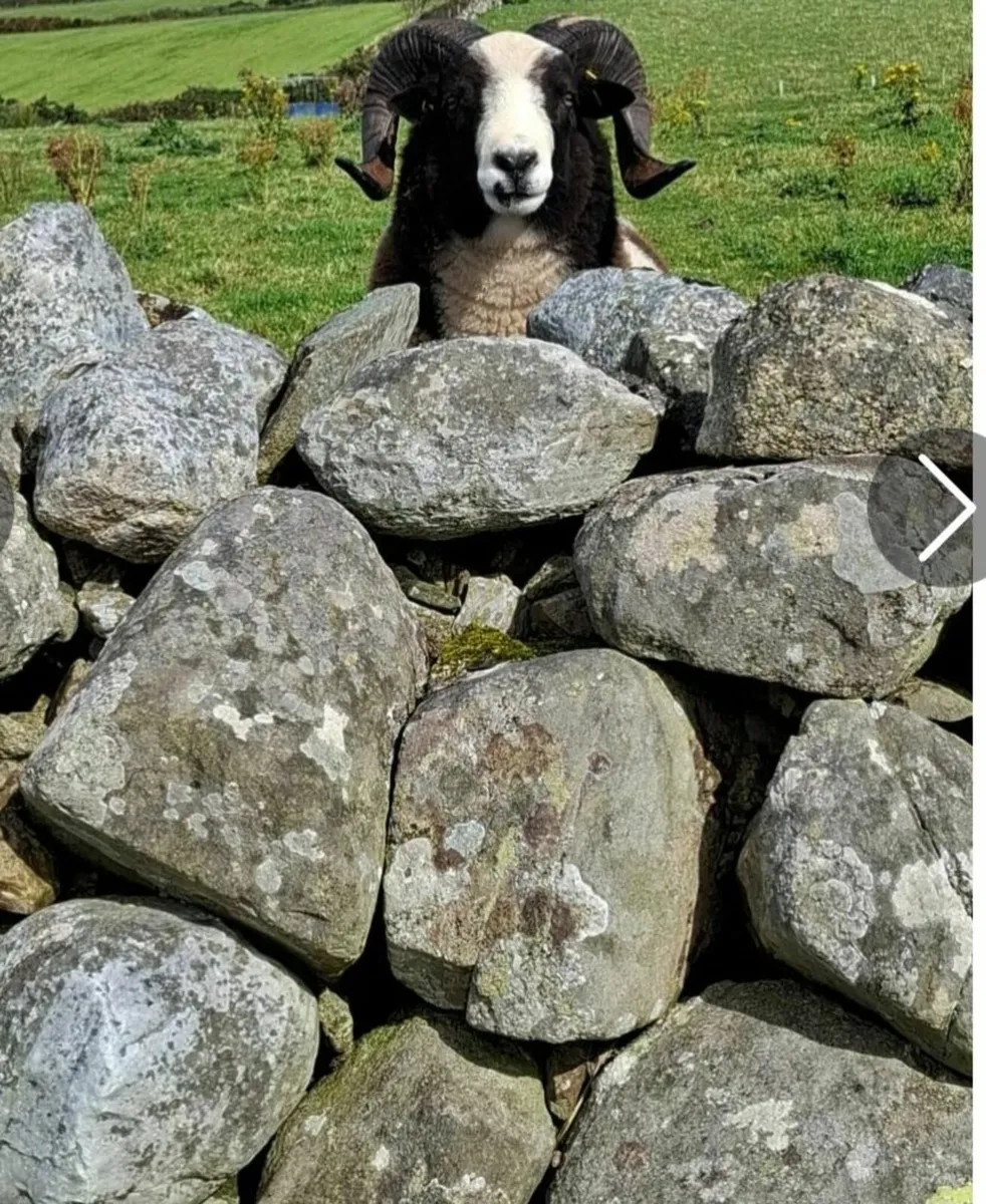 Pedigree Jacob Ram - Image 2