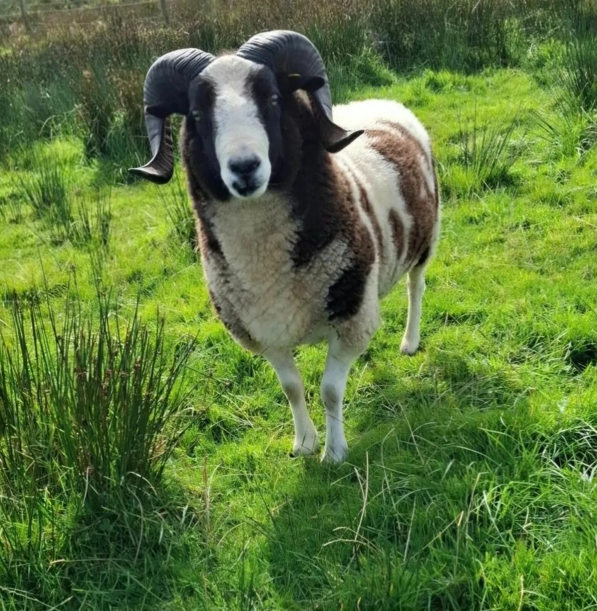 Pedigree Jacob Ram - Image 3