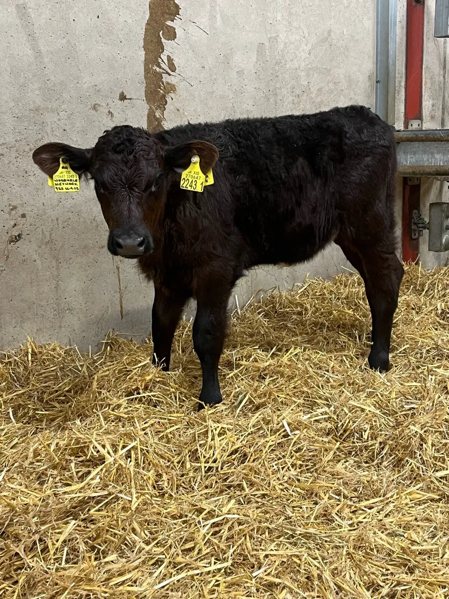 2 Outstanding Heifer Calves - Image 2