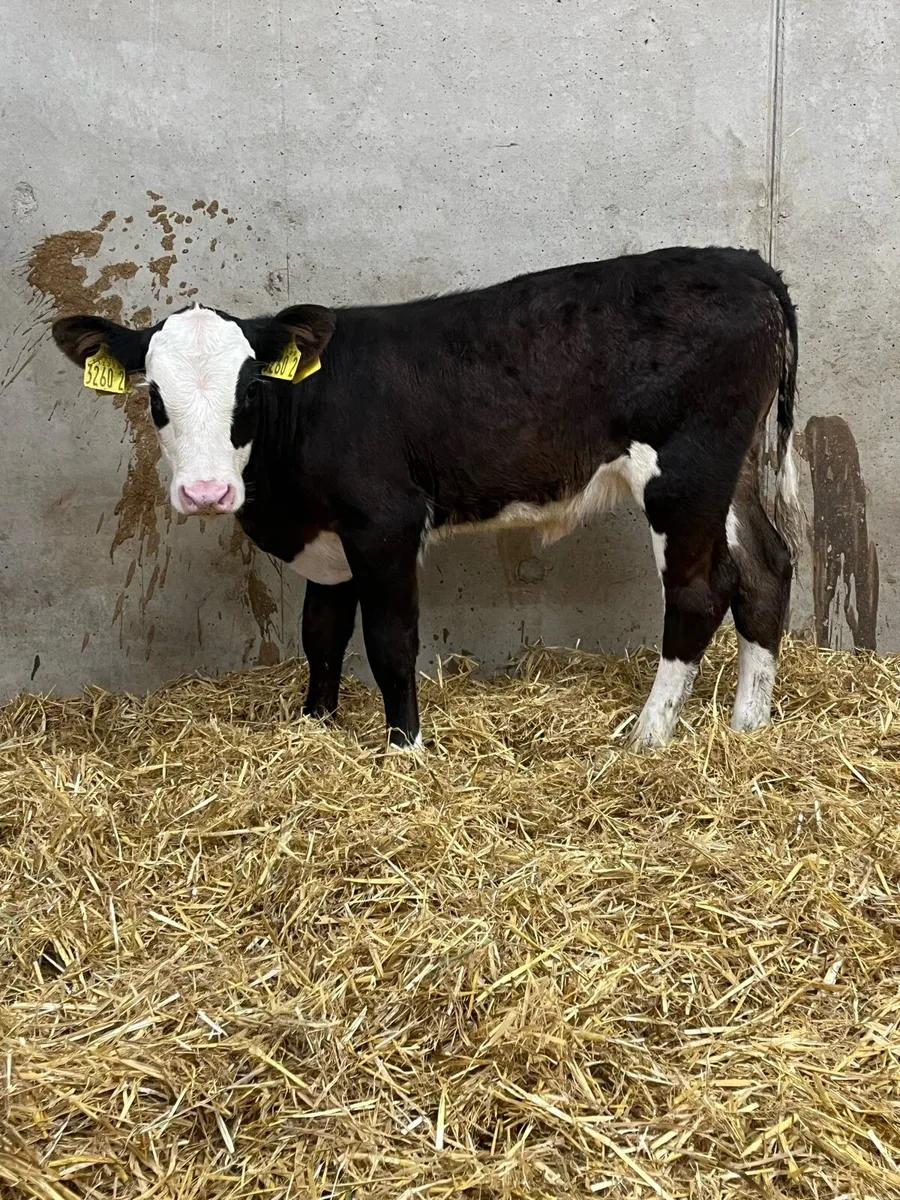 2 Outstanding Heifer Calves - Image 3