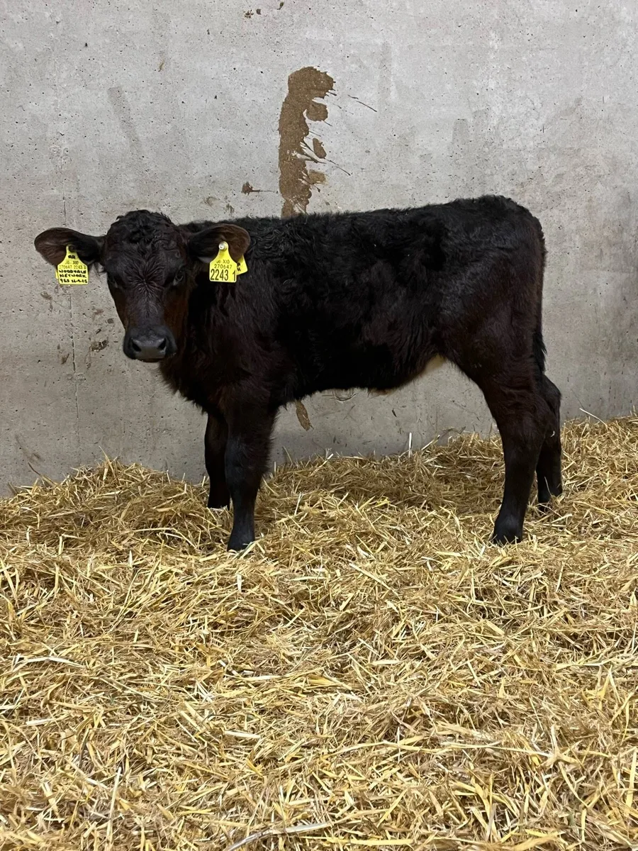 2 Outstanding Heifer Calves - Image 4