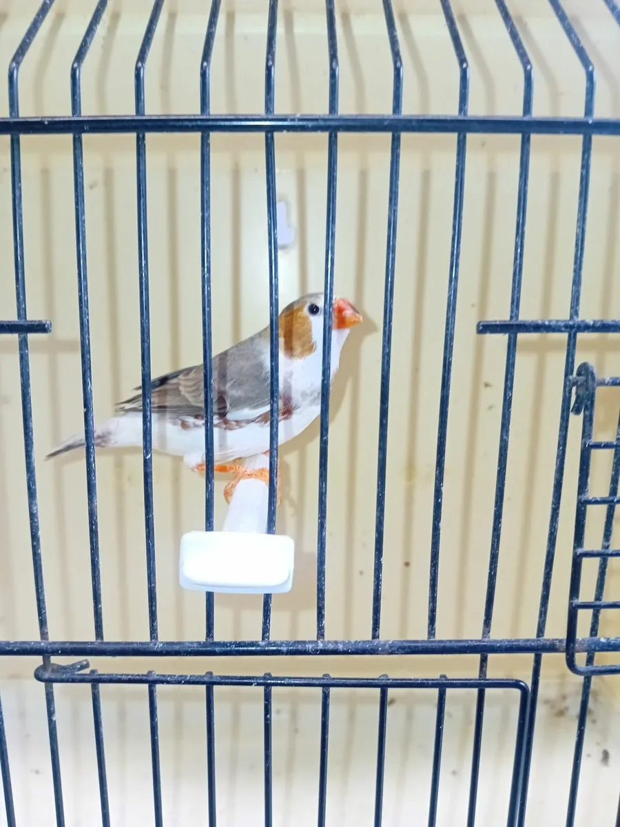 Birds - Image 2