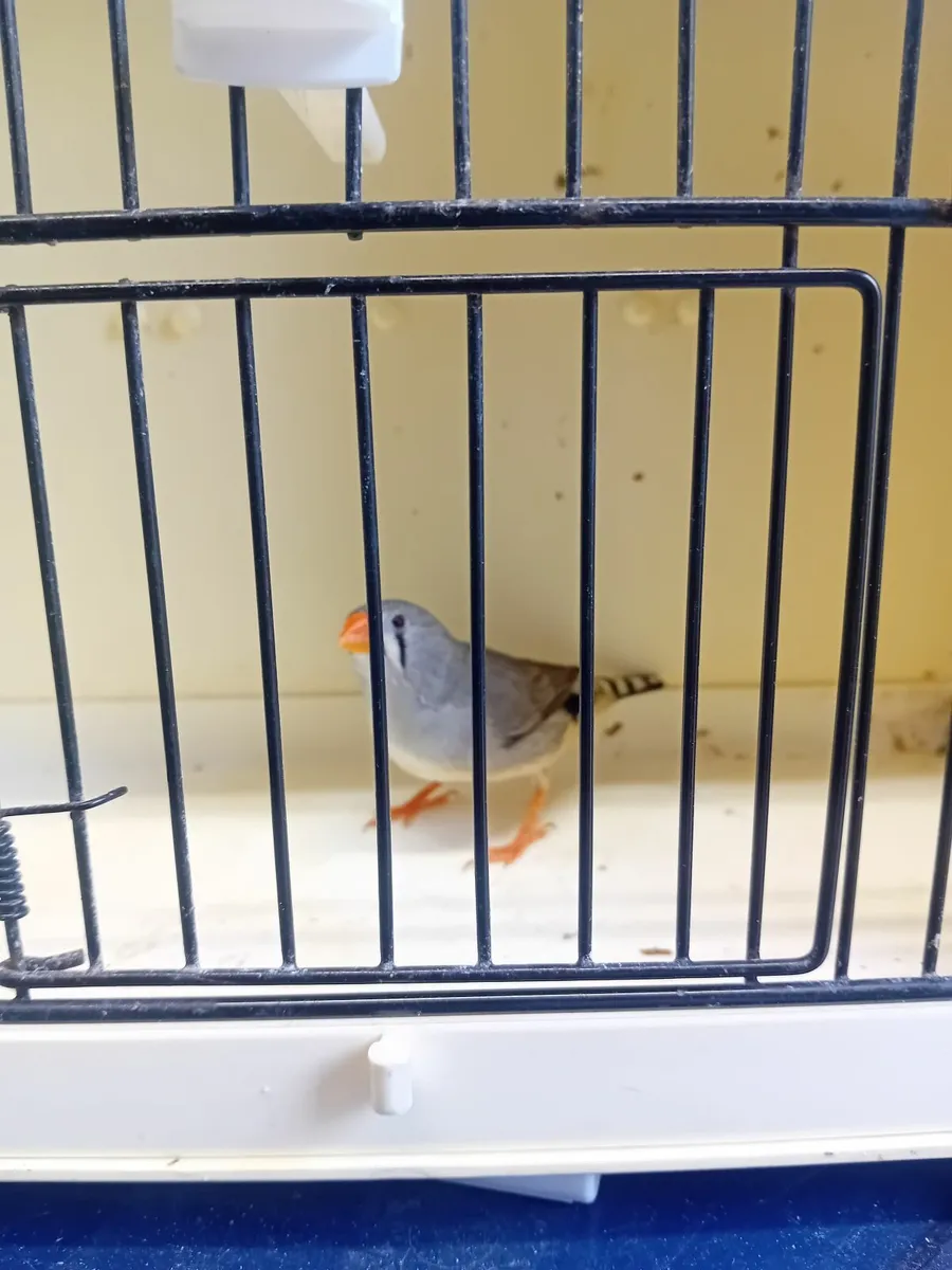 Birds - Image 3