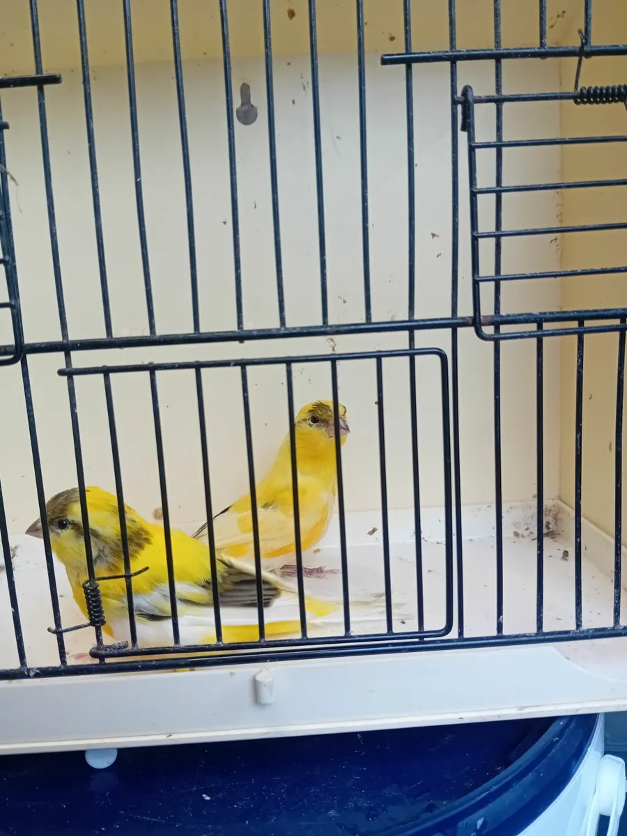Birds - Image 4