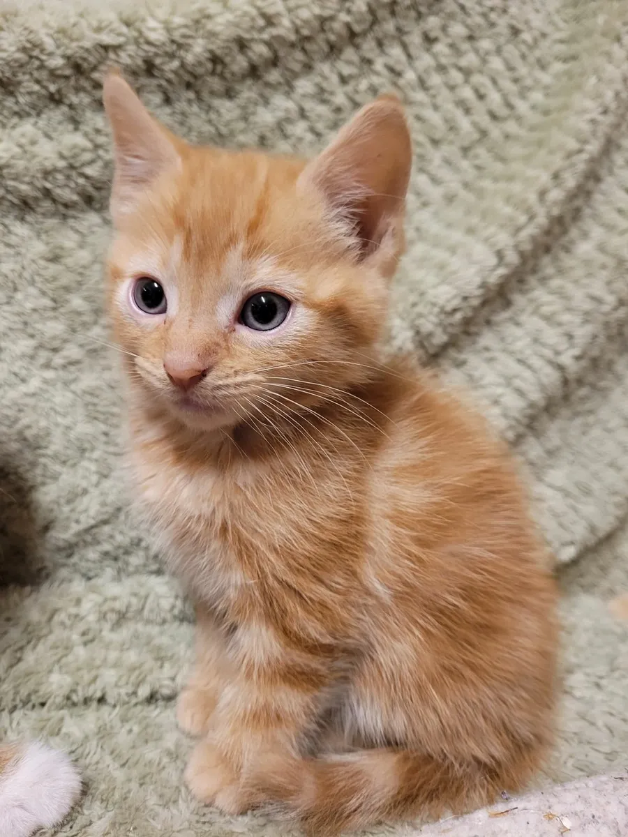 Kitten - Image 1