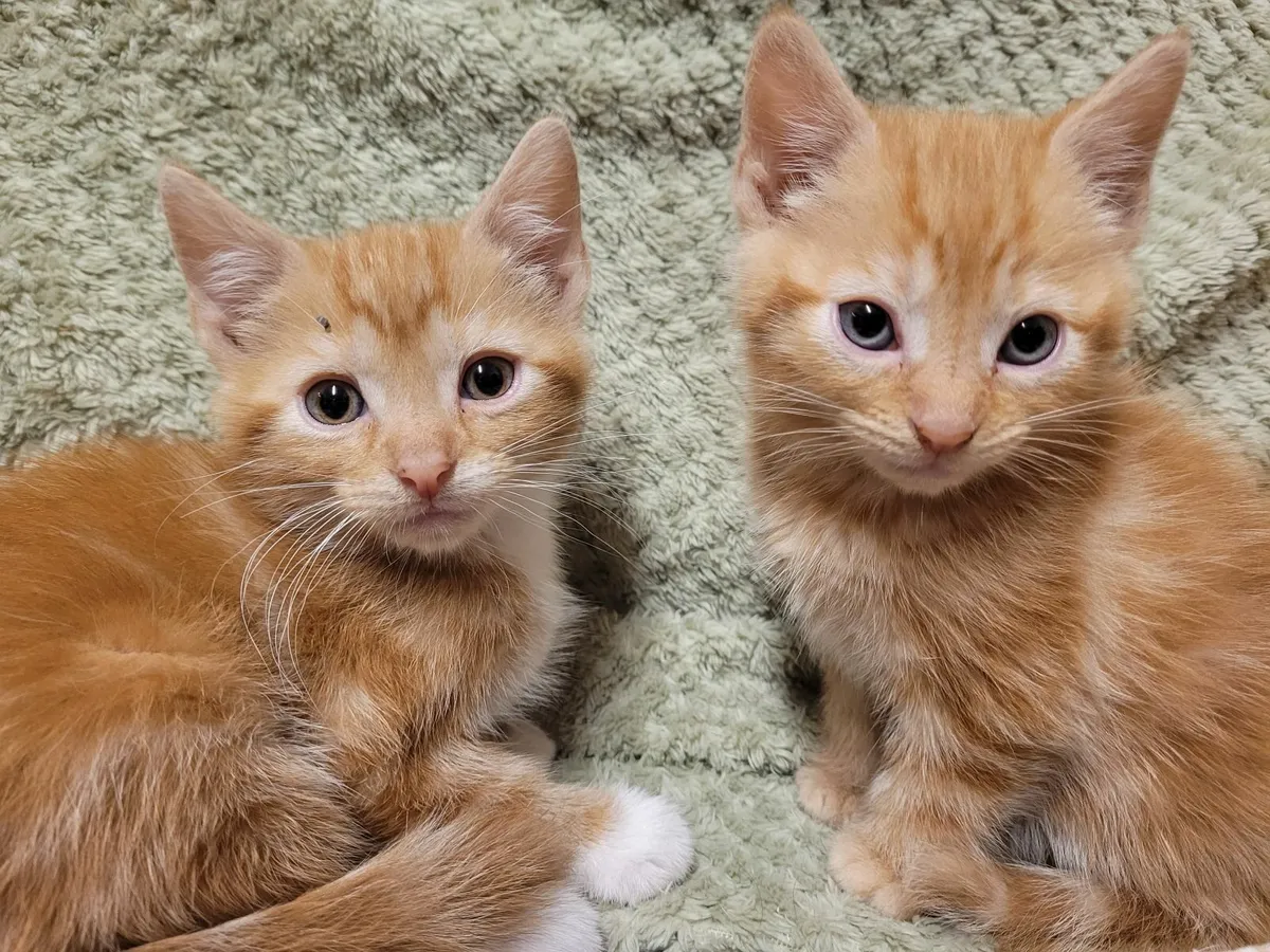 Kitten - Image 2