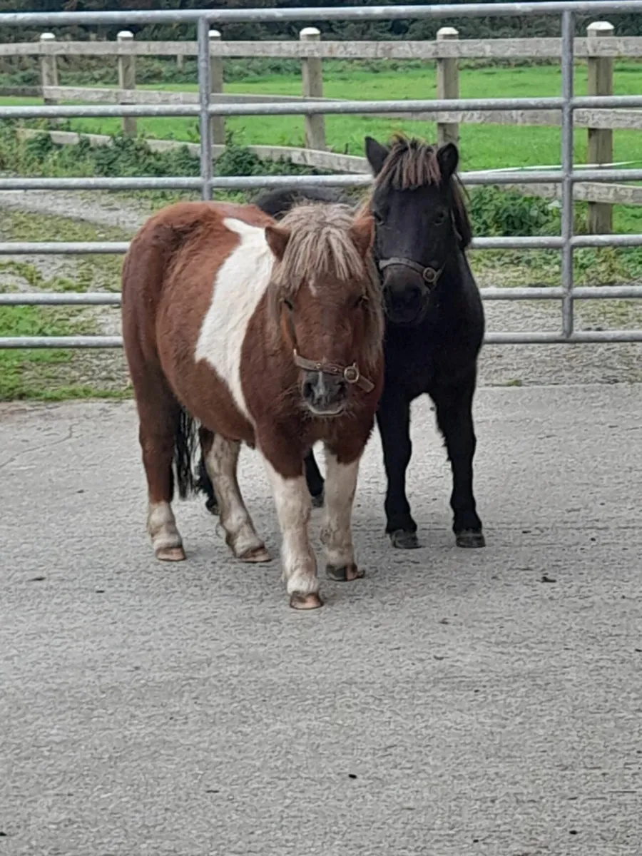 Shetland pony - Image 1