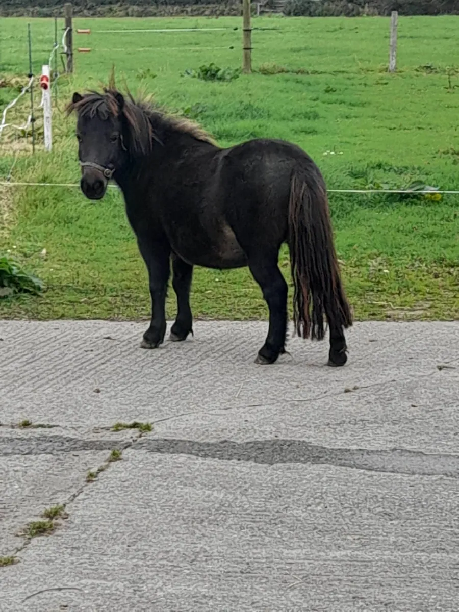 Shetland pony - Image 4