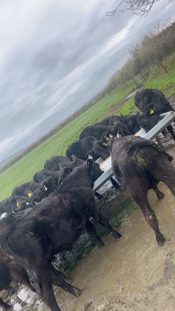 AAX weanlings - Image 2