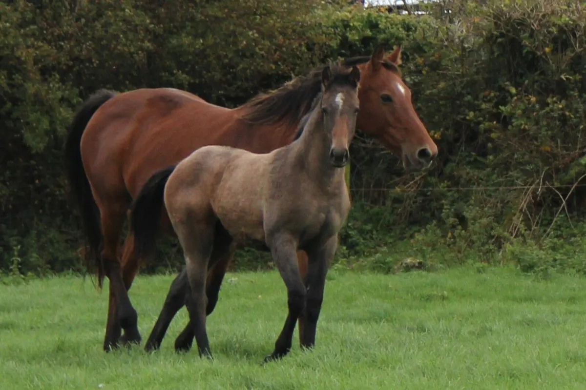 Filly foal by Quality Time - Image 2