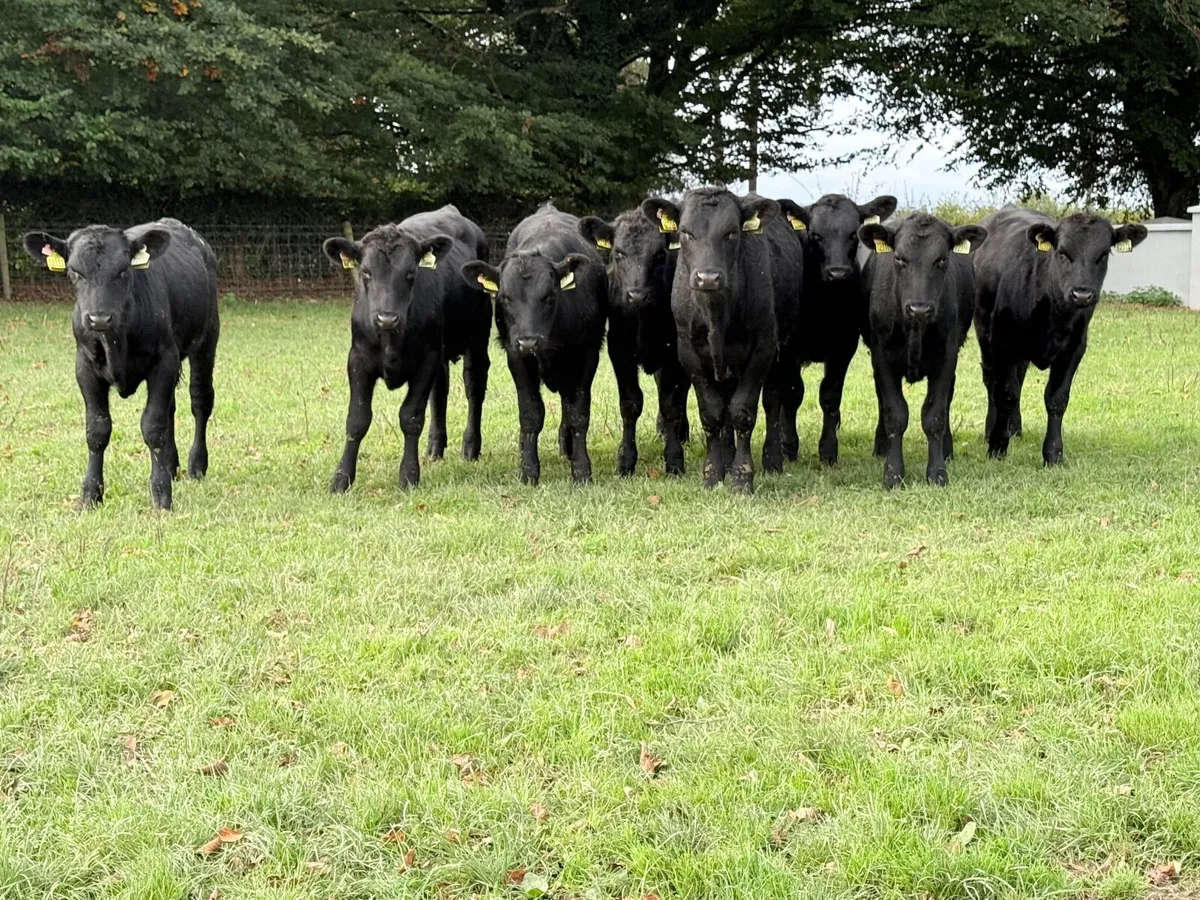 8 Angus Bull Weanlings - Image 1