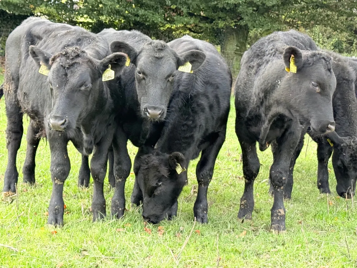 8 Angus Bull Weanlings - Image 2
